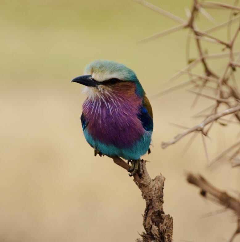 Tanzania safari lilac-breasted roller