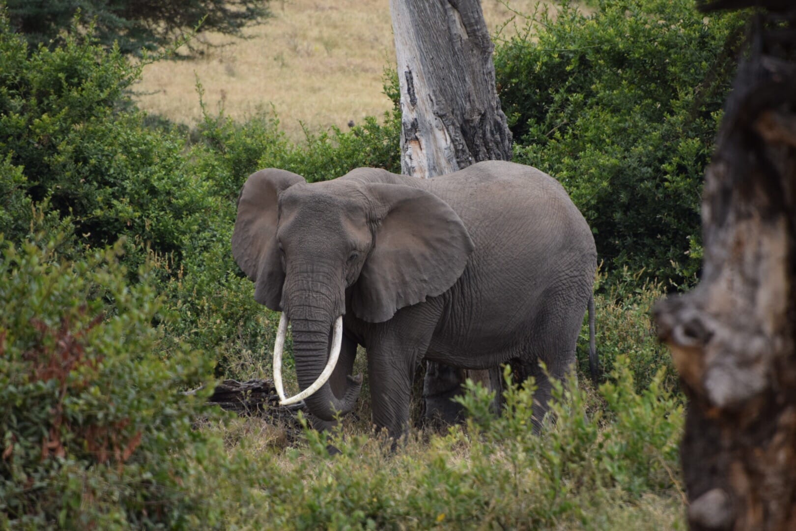 Tanzania safari elephant testimonial