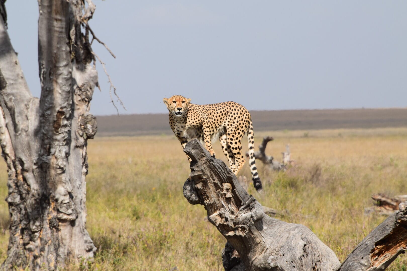 Tanzania safari cheetah testimonial