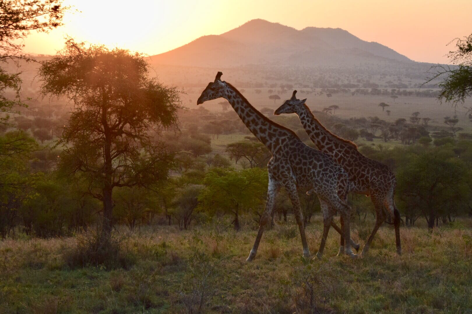 Tanzania safari giraffe testimonial