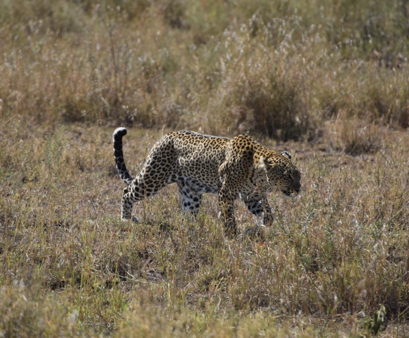 Tanzania safari leopard testimonial