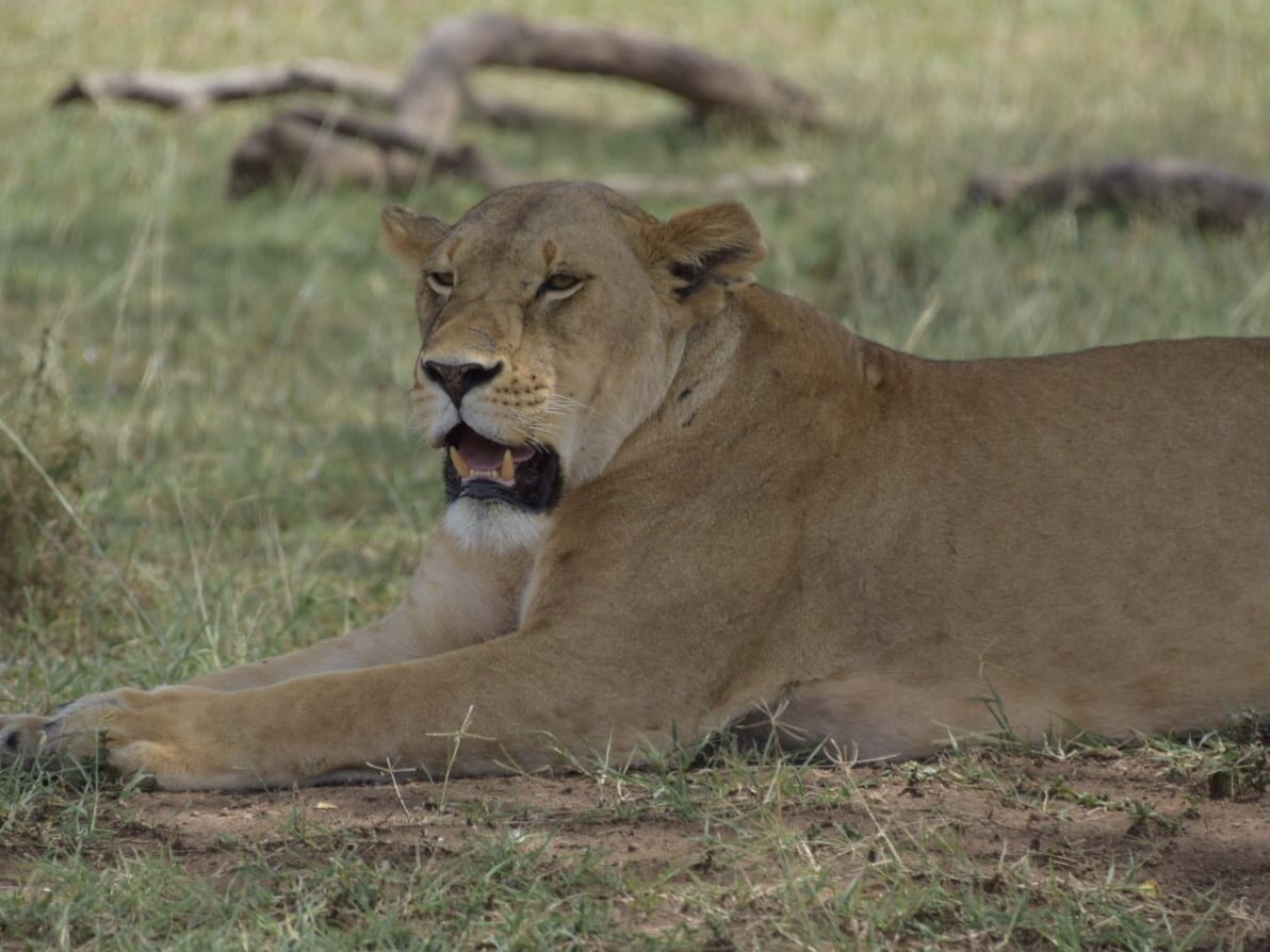 Tanzania safari lion testimonial