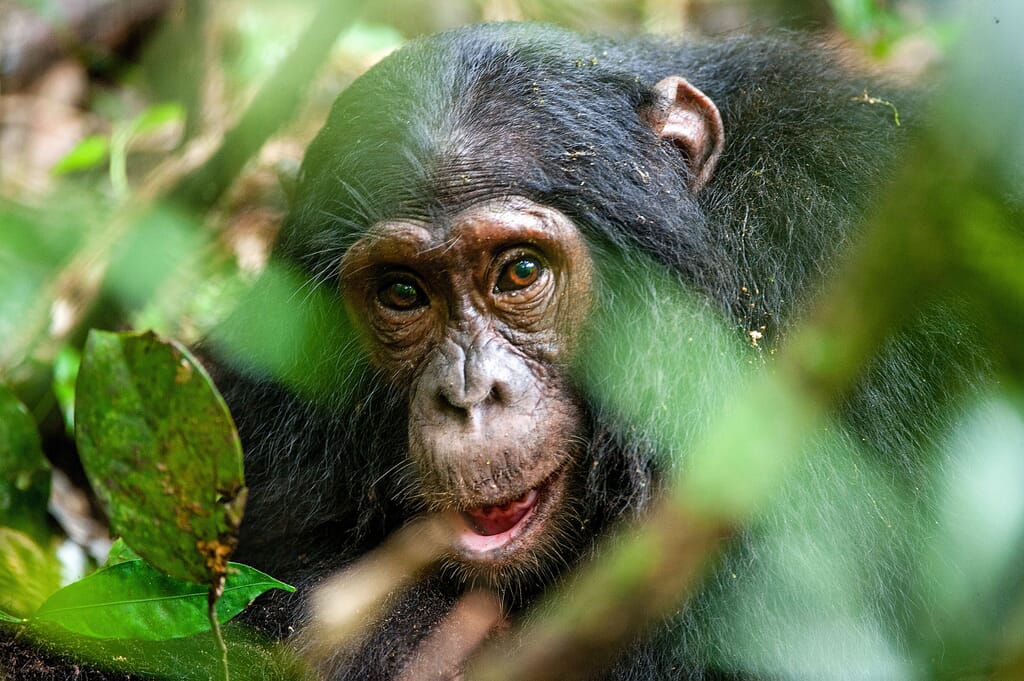 Chimpanzee-forest.jpg?w=1024&h=681&scale