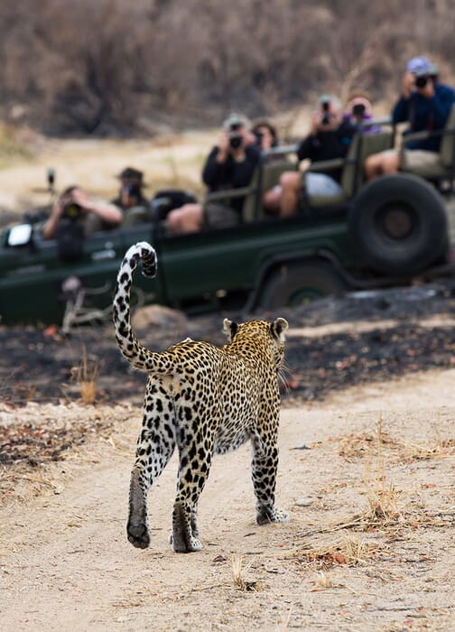 South Africa family safari holidays Sabi Sand Kruger leopard potrait