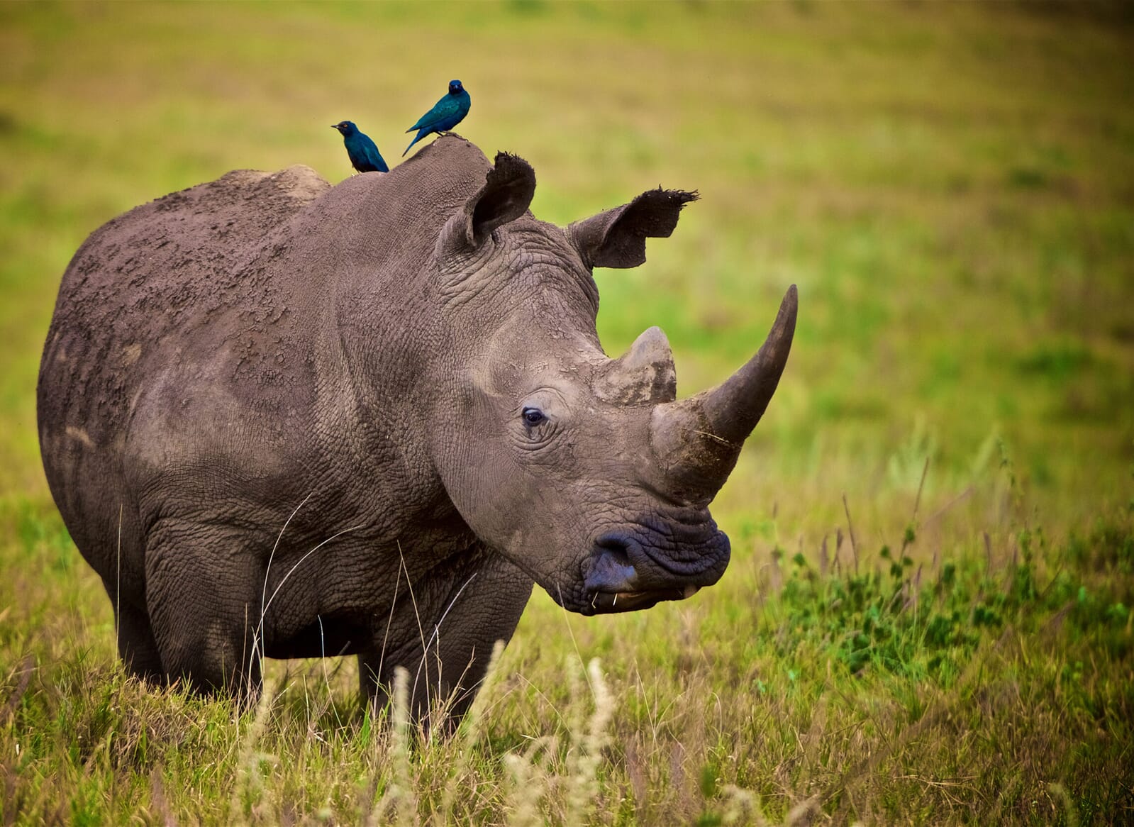 rhino-lewa-e1608472519250