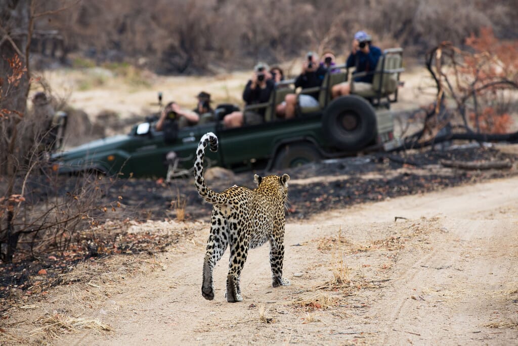 South Africa family safari holiday Kruger Sabi Sands