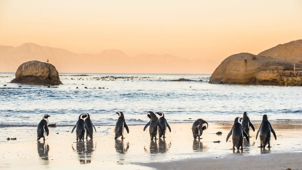 South Africa family safari holiday Cape Town