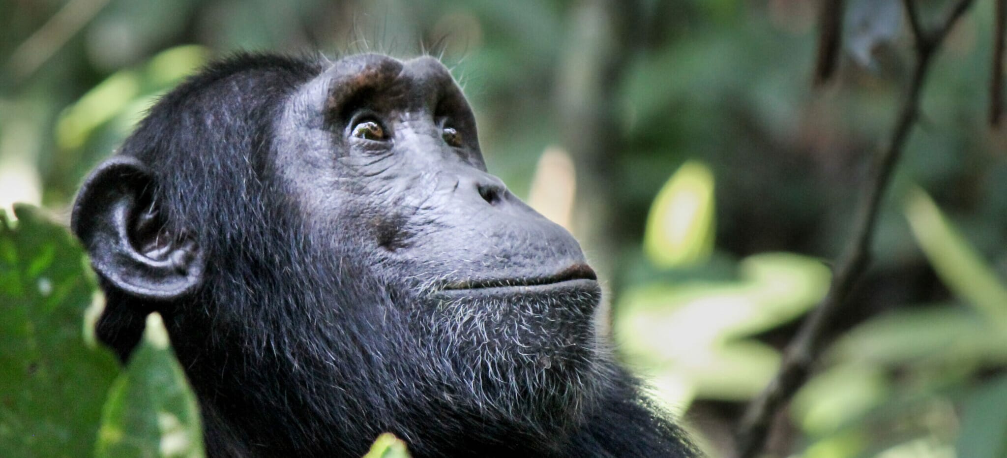 chimpanzee looking up tanzania Uganda family safari