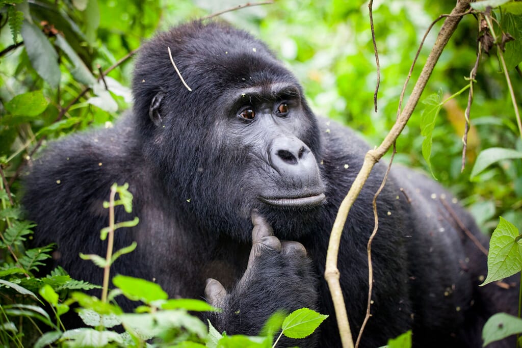 Uganda safari Bwindi Impenetrable forest gorilla luxury