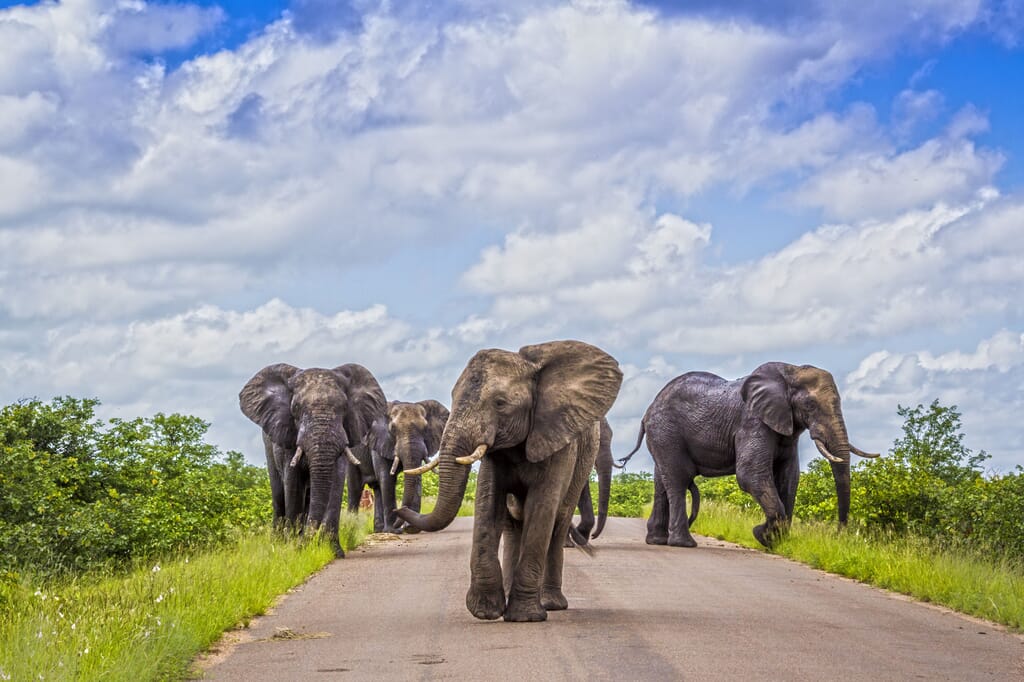 South Africa family safari holiday Kruger Sabi Sands