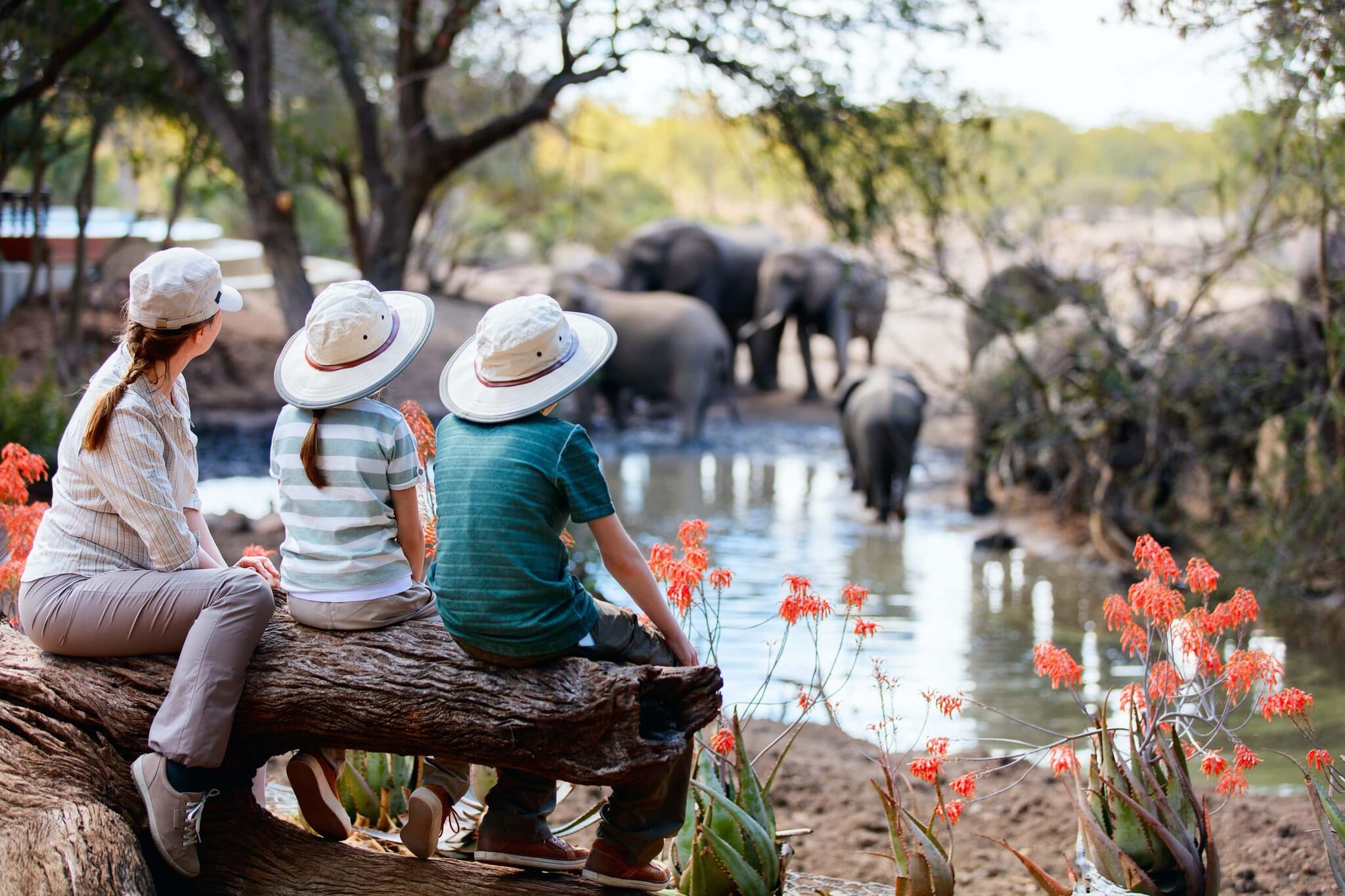 luxury family safari holidays africa elephants