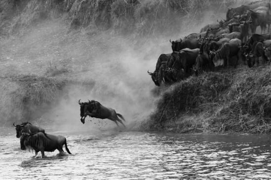 Tanzania great migration close up action serengeti family safari