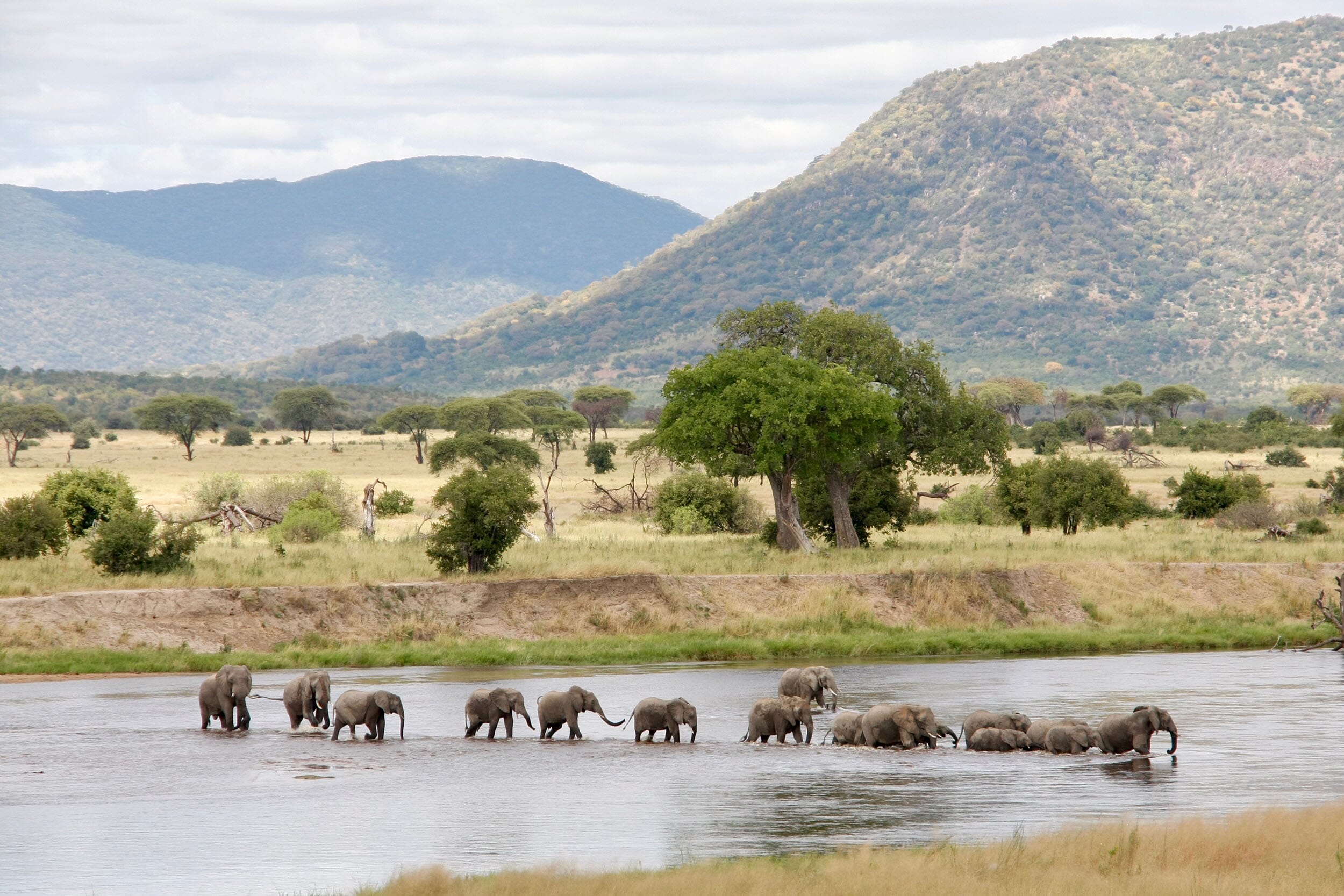 Tanzania elephants ruaha river crossing family safari