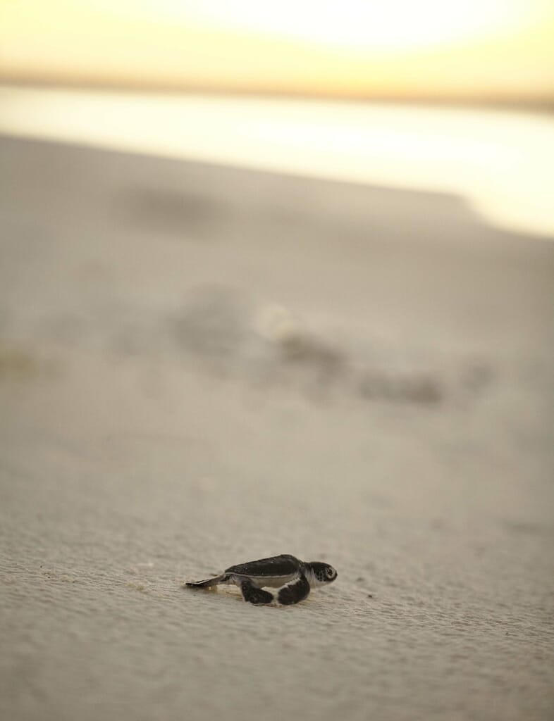 Tanzania Zanzibar Mnemba island baby turtle beach family safari