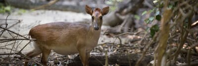 zanzibar mnemba aders duiker endangered species family safari