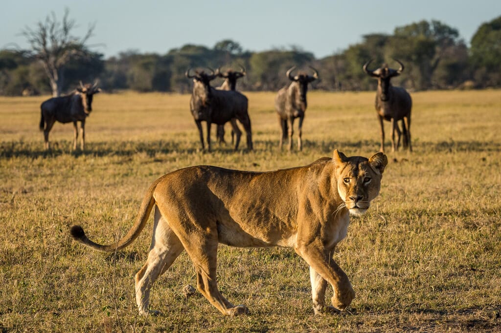 Zimbabwe Luxury Family Safaris