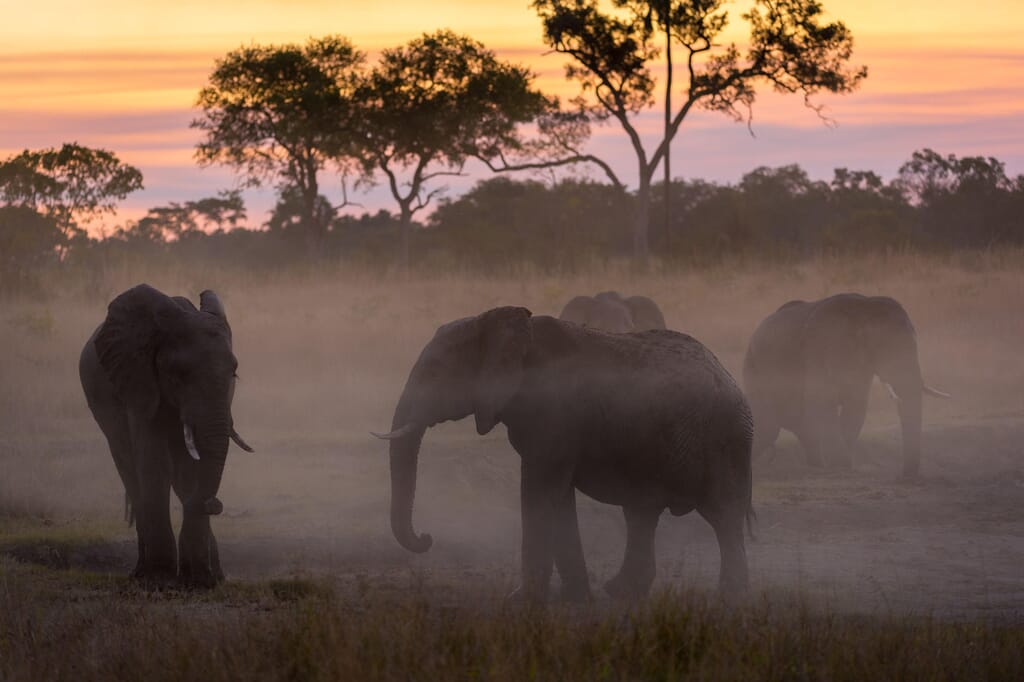 Zimbabwe Luxury Family Safaris