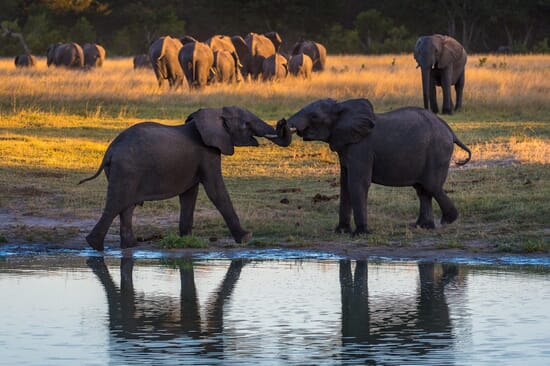 Zimbabwe Luxury Family Safaris
