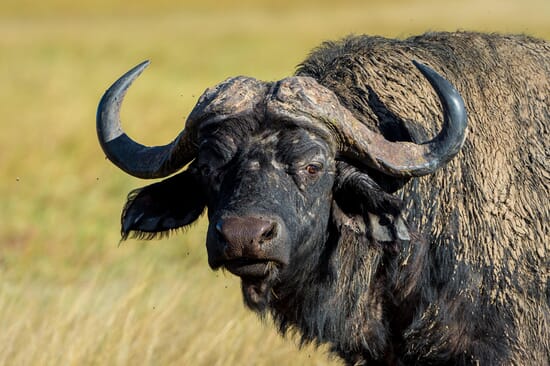 Zimbabwe Luxury Family Safaris Zimbabwe