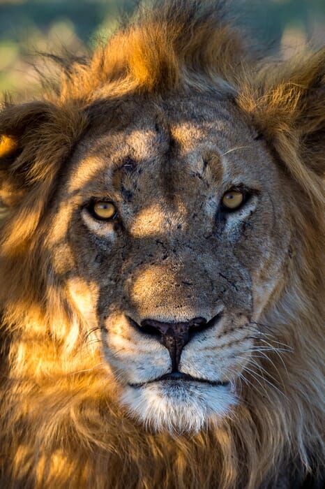 Zimbabwe Luxury Family Safaris