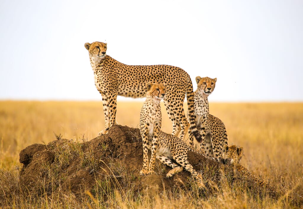cheetah family tanzania Serengeti family safari
