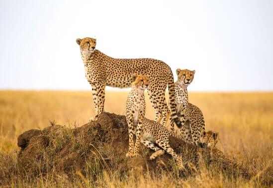 cheetah-family-termite-mound-e1608469640313