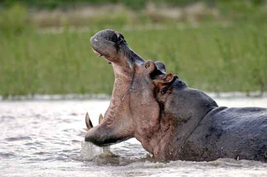 hippo-nyerere