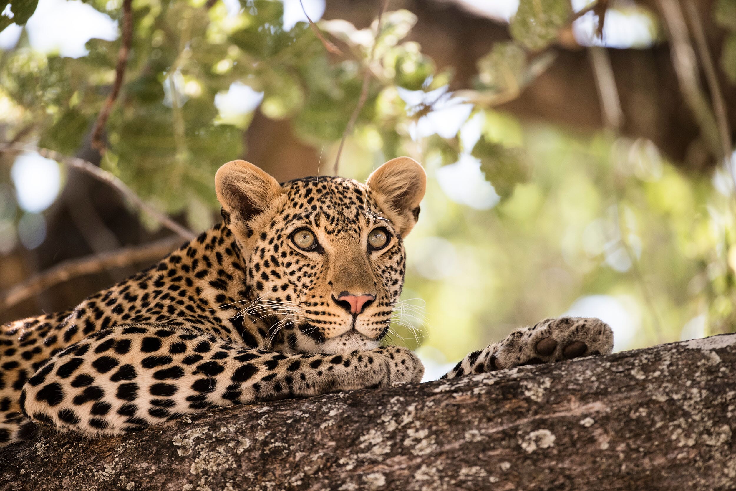 Ruaha Safaris Tanzania - Coral Tree - Unique Family Safaris