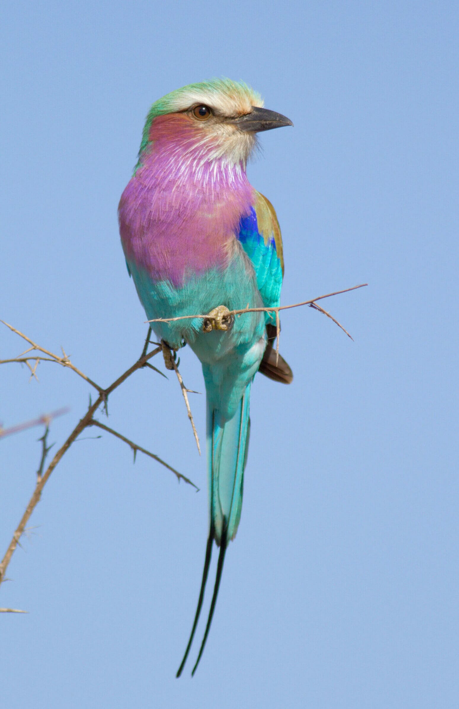 African Birding Safaris - Coral Tree - Luxury Family Safari Holidays