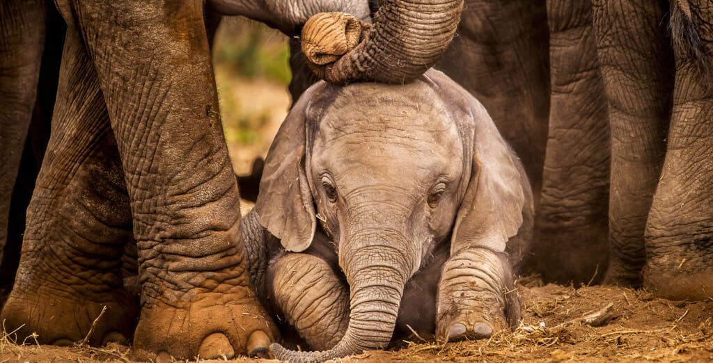 baby elephant landscape tanzania