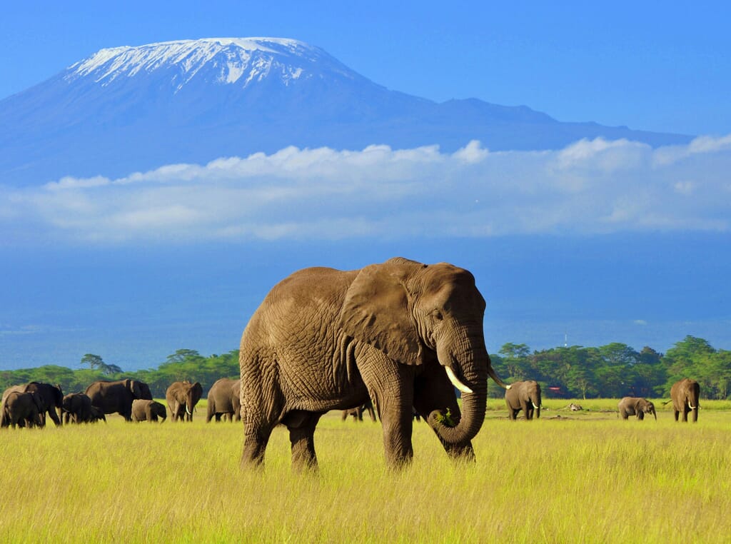 Kenya elephant Amboseli Kilimanjaro