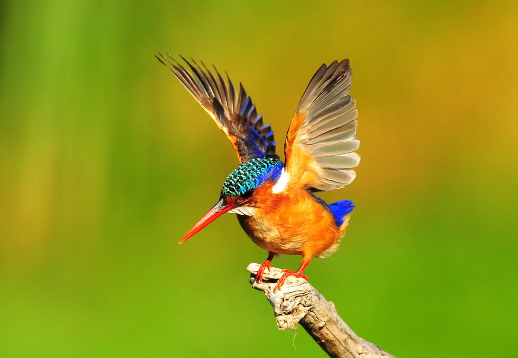 Africa malachite kingfisher branch bird family safari
