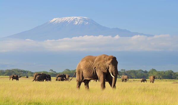 Kenya Amboseli elephant herd kilimanjaro family safari