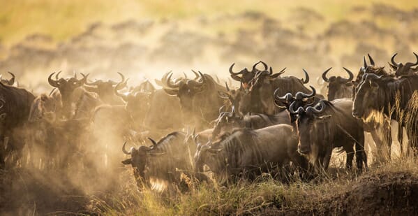 Best time to visit Tanzania serengeti great migration wildebeest family safari