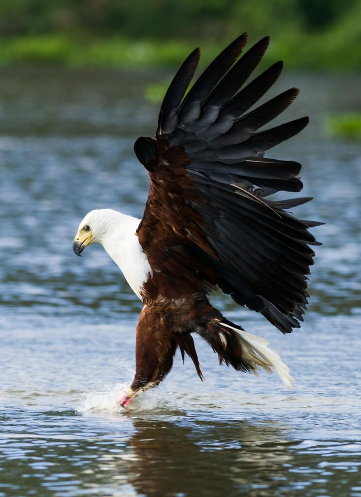 Kenya fish eagle hunting rift valley lakes family safari