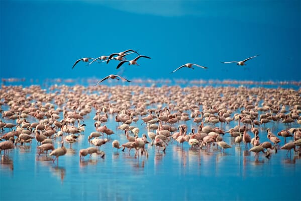 Tanzania lake manyara flamingoes family safari