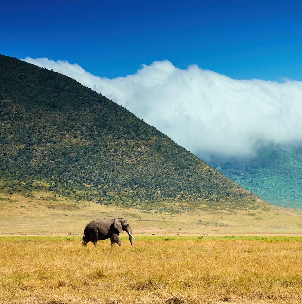 elephant Ngorongoro crater tanzania family safari