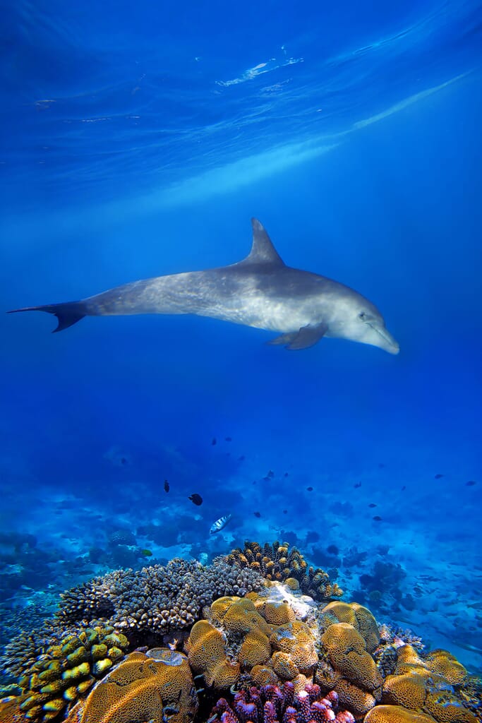 Tanzania Zanzibar dolphin reef family safari beach