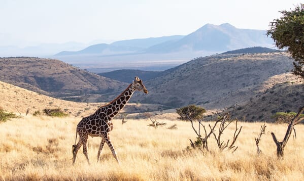Kenya Lewa downs giraffe family safari
