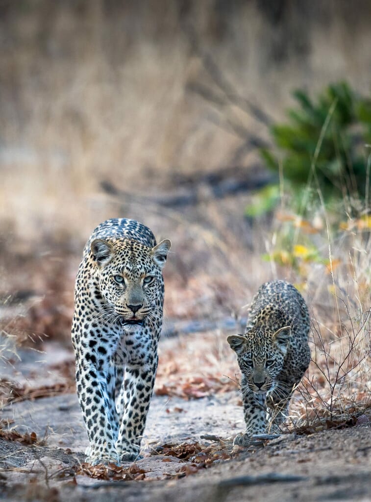 tanzania ruaha leopard walking cub family safari