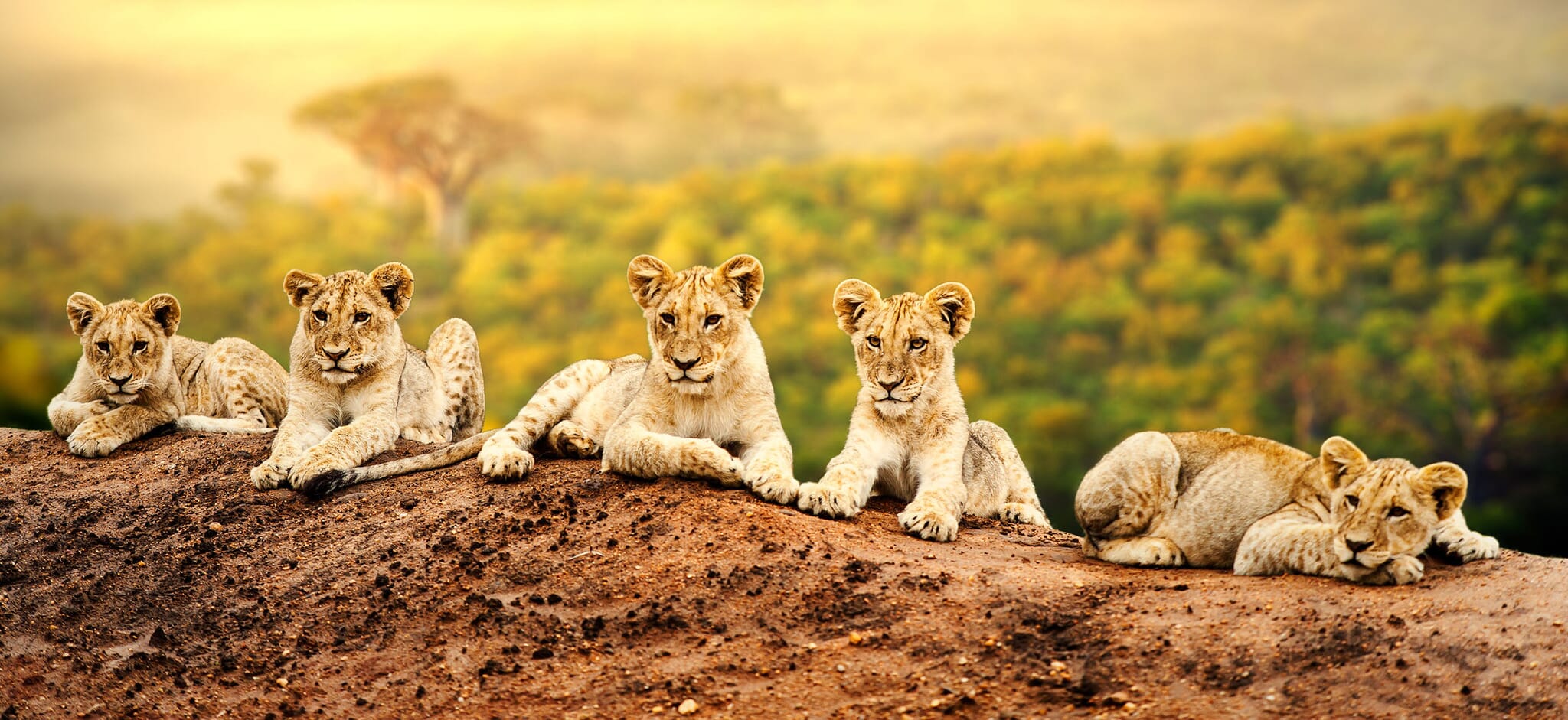 East Africa big five lions sunrise family safari