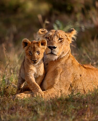 Kenya Masai Mara lion and cub portrait family safari