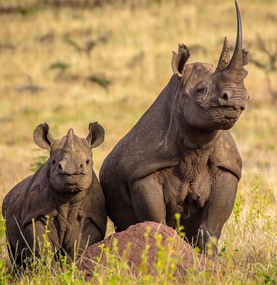 Kenya Lewa downs rhino and calf family safari