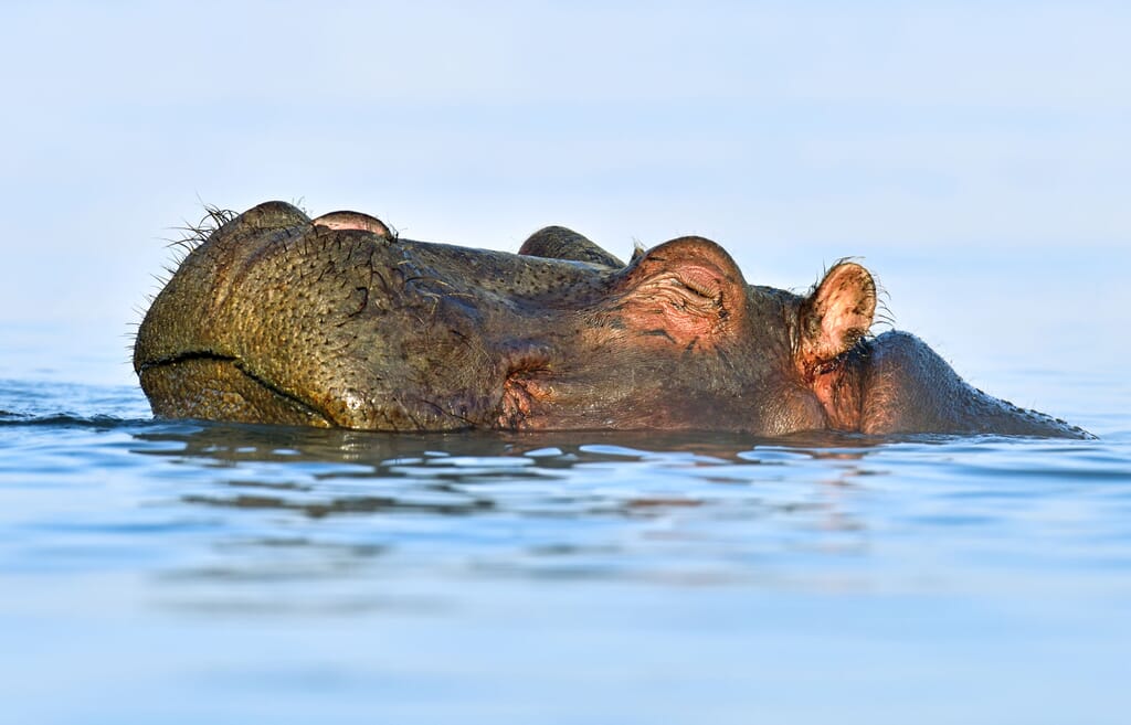 Kenya Rift Valley lakes hippo family safari Kenya Rift Valley lakes hippo family safari