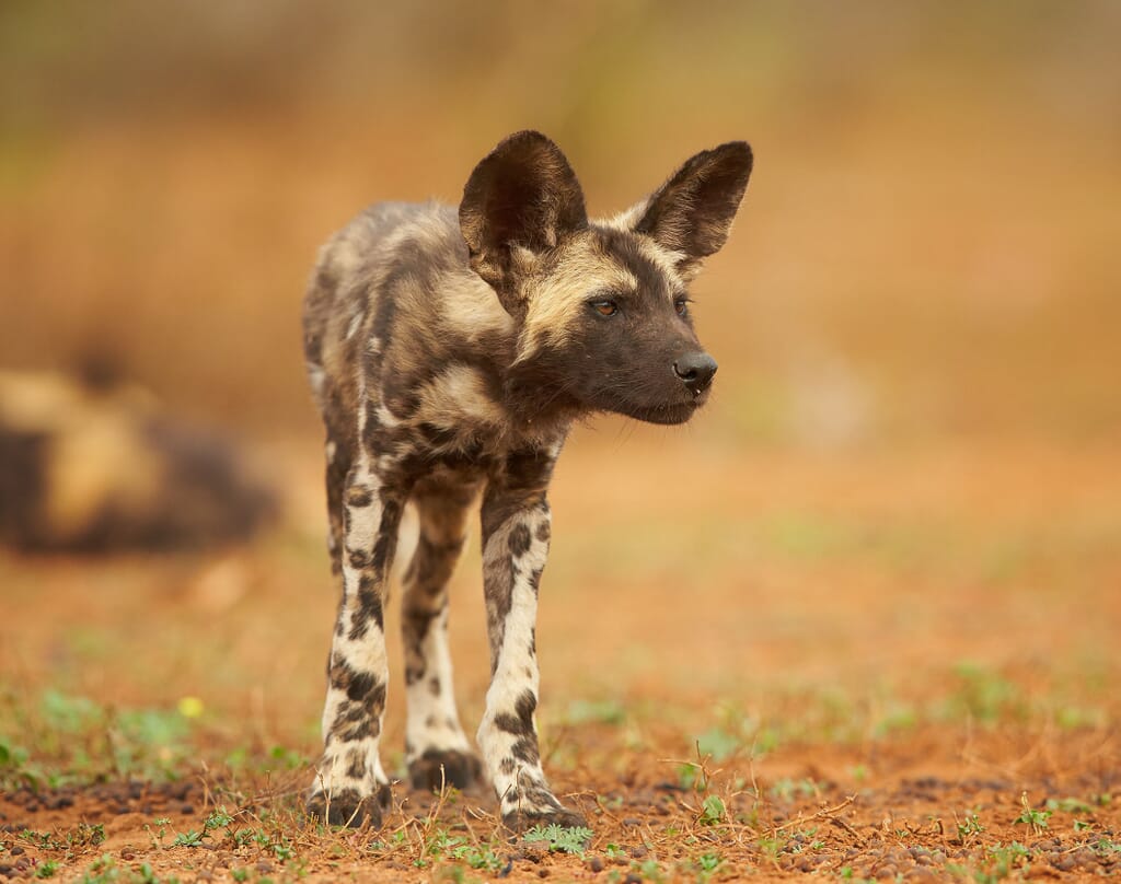 Tanzania nyerere wild dog family safari