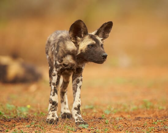 Tanzania nyerere wild dog family safari