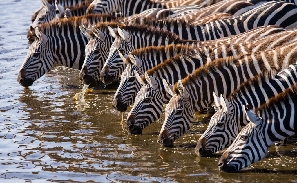 Best time to visit Kenya - zebra drinking
