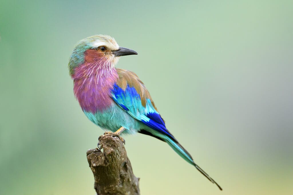 lilac-breasted roller African birding safaris
