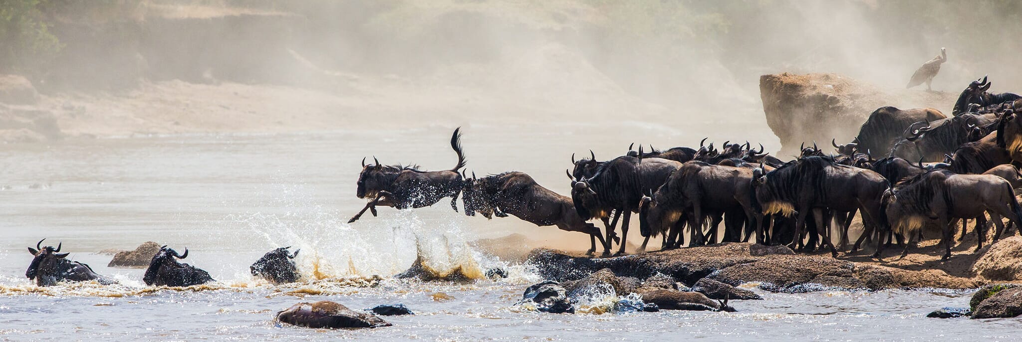 serengeti tanzania great migration wildebeest family safari
