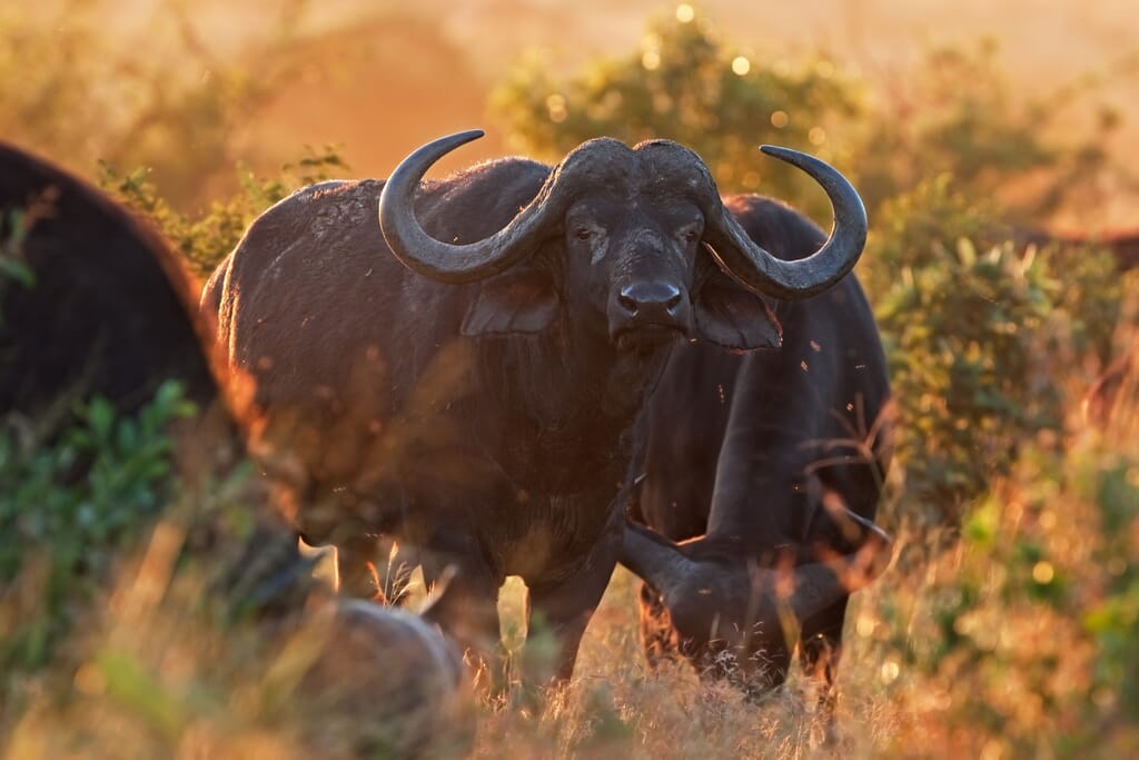 East Africa Cape buffalo sunset